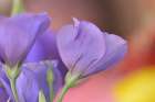 Oregon-Portland Close-up of lisianthus flowers and bud Art Print